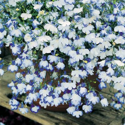 LOBELIA ERINUS/(TUIN)LOBELIA - Afbeelding 9