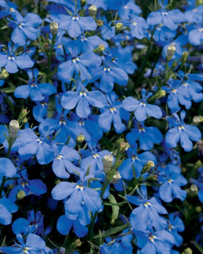 LOBELIA ERINUS/(TUIN)LOBELIA - Afbeelding 6