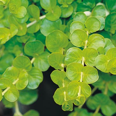 LYSIMACHIA NUMMULARIA 'GOLDI'/PENNINGKRUID