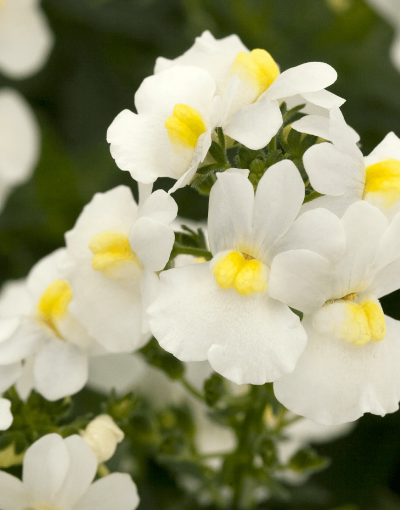 NEMESIA/ELFENSPIEGEL - Afbeelding 4