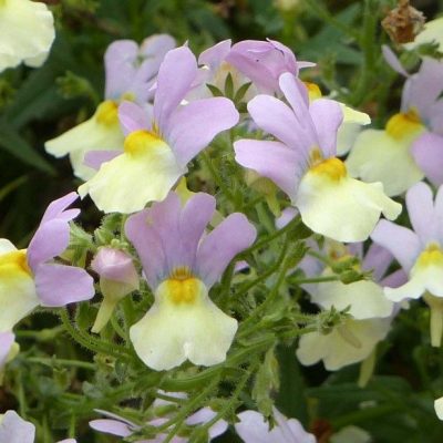 NEMESIA/ELFENSPIEGEL - Afbeelding 3