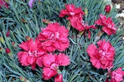 DIANTHUS CARYOPHYLLUS/TUINANJER - Afbeelding 6