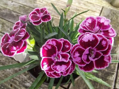 DIANTHUS CARYOPHYLLUS/TUINANJER