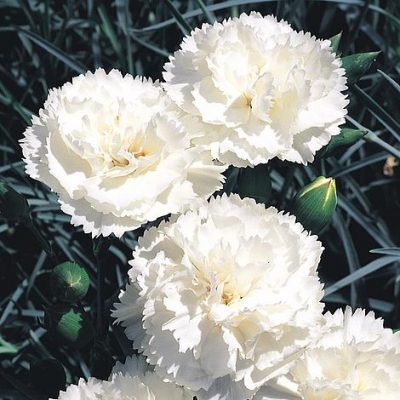 DIANTHUS CARYOPHYLLUS/TUINANJER - Afbeelding 5