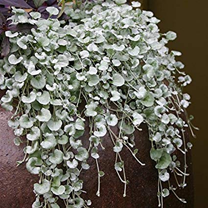 Dichondra Silverfalls Dendauw Filip