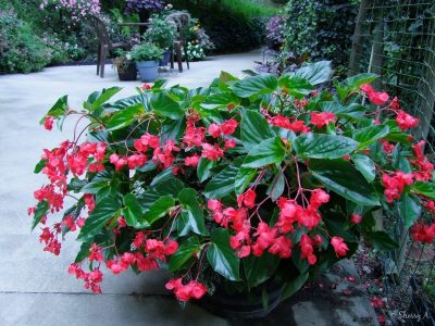 BEGONIA X TUBERHYBRIDA/KNOLBEGONIA - Afbeelding 16