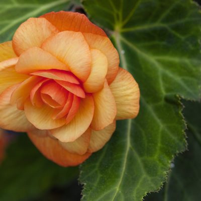 BEGONIA X TUBERHYBRIDA/KNOLBEGONIA - Afbeelding 6