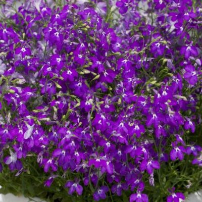 LOBELIA ERINUS/(TUIN)LOBELIA - Afbeelding 4