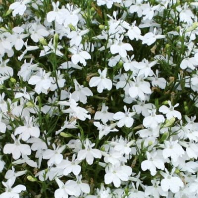 LOBELIA ERINUS/(TUIN)LOBELIA - Afbeelding 3