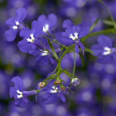 LOBELIA ERINUS/(TUIN)LOBELIA - Afbeelding 5