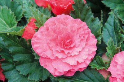 BEGONIA X TUBERHYBRIDA/KNOLBEGONIA