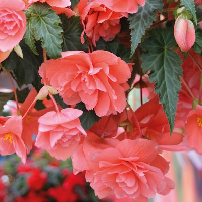 BEGONIA X TUBERHYBRIDA/KNOLBEGONIA - Afbeelding 4