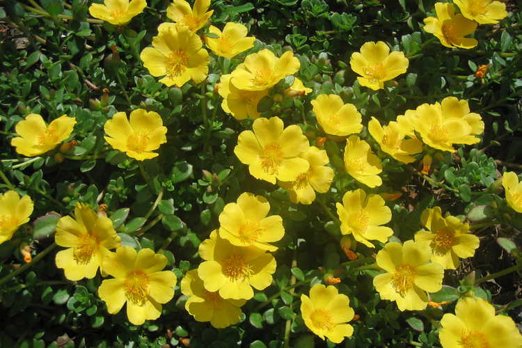 PORTULACA - DENDAUW FILIP