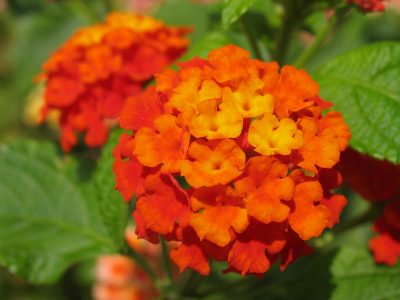 LANTANA CAMARA/WISSELBLOEM - Afbeelding 2