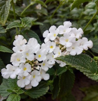 LANTANA CAMARA/WISSELBLOEM - Afbeelding 3