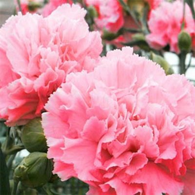 DIANTHUS CARYOPHYLLUS/TUINANJER - Afbeelding 2