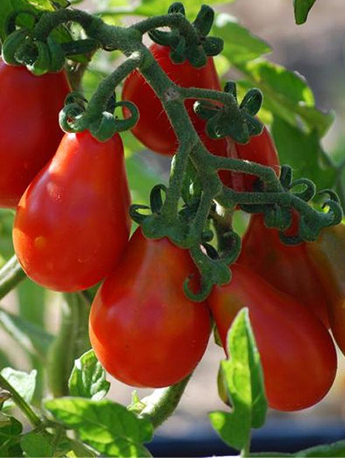 Tomaat Aperitief Rode Peer Tomate Cerise Poire Dendauw Filip